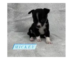 Cute chihuahua puppies in teacup size