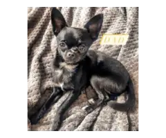 Cute chihuahua puppies in teacup size