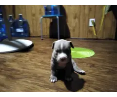 Female American bully puppies available