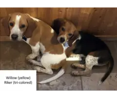 2 Beagle puppies for sale - 1
