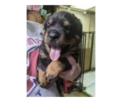 AKC Rottweiler Puppies looking for a new home