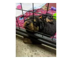 AKC Rottweiler Puppies looking for a new home - 2