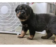AKC Rottweiler Puppies looking for a new home - 3