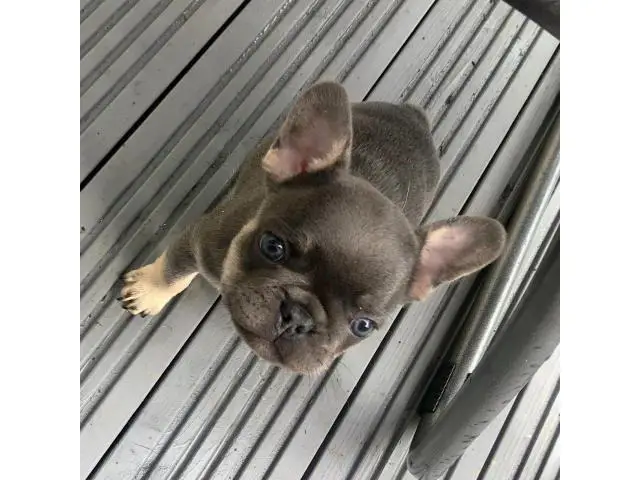 Full Blooded French Bulldog For Sale - 1/5
