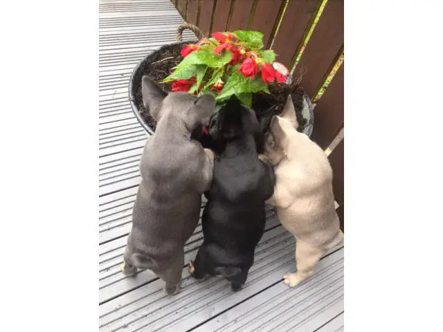 Full Blooded French Bulldog For Sale - 2/5