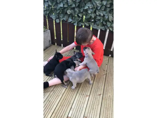 Full Blooded French Bulldog For Sale - 3/5