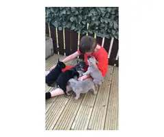Full Blooded French Bulldog For Sale - 3