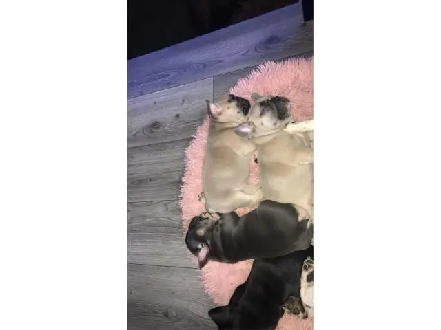 Full Blooded French Bulldog For Sale - 5/5