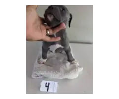4 male bluenose pitbull puppies - 8