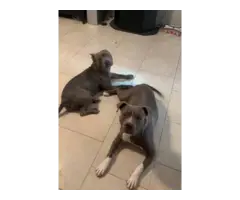 4 male bluenose pitbull puppies - 10