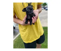 Tan and black Purebred Chihuahua puppies 1 male and 1 female - 2