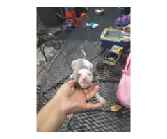 3 Chiweenie puppies for Adoption