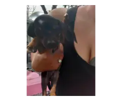 3 Chiweenie puppies for Adoption - 6