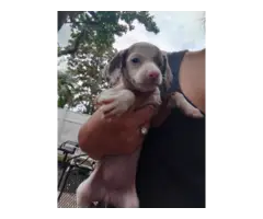 3 Chiweenie puppies for Adoption - 9