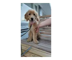Goldendoodle puppy 2nd generation