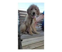Goldendoodle puppy 2nd generation - 2