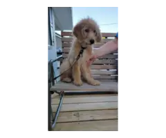 Goldendoodle puppy 2nd generation - 3