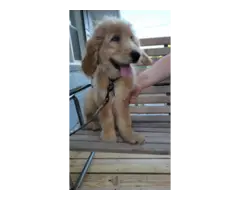 Goldendoodle puppy 2nd generation - 6