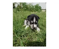 6 purebred Siberian husky puppies looking for homes - 1