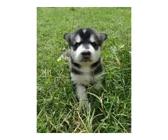 6 purebred Siberian husky puppies looking for homes - 2