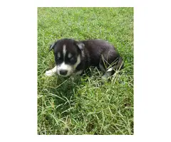 6 purebred Siberian husky puppies looking for homes - 3