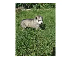6 purebred Siberian husky puppies looking for homes - 4