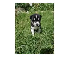 6 purebred Siberian husky puppies looking for homes - 6