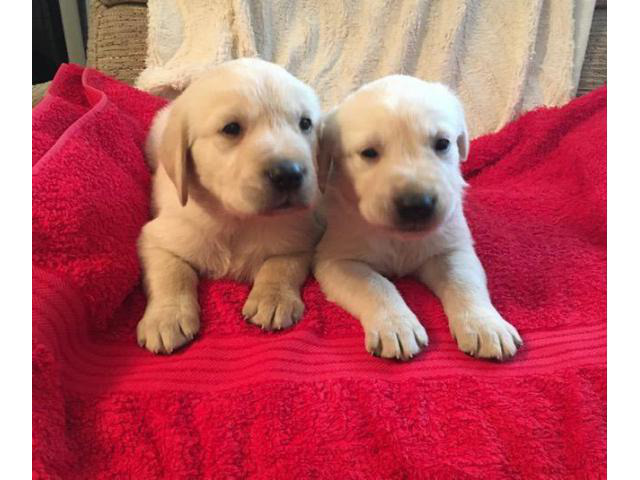 Golden Retriever Labrador Mix Puppies - Puppies for Sale Near Me