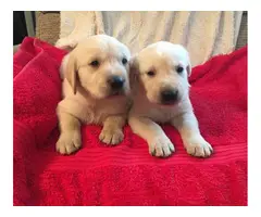 Golden Retriever Labrador Mix Puppies