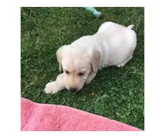Golden Retriever Labrador Mix Puppies - 3
