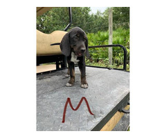 9 weeks old Plott puppies for sale