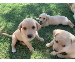 9 yellow lab puppies ready in 1 week