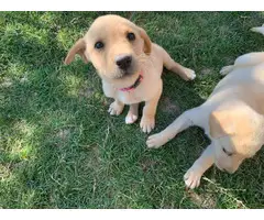 9 yellow lab puppies ready in 1 week - 2