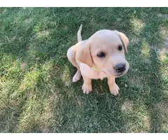 9 yellow lab puppies ready in 1 week - 3