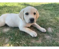 9 yellow lab puppies ready in 1 week - 4