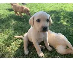 9 yellow lab puppies ready in 1 week - 5