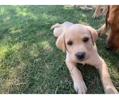 9 yellow lab puppies ready in 1 week - 6