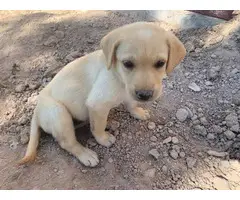 9 yellow lab puppies ready in 1 week - 7
