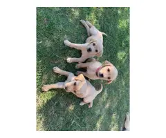 9 yellow lab puppies ready in 1 week - 8