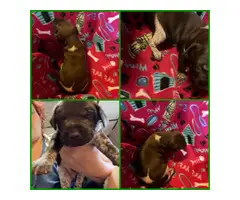 Akc German Shorthair Pointer puppies for sale - 3