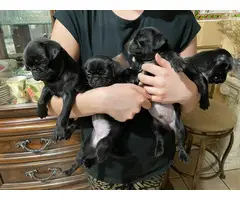 Pug puppies for sale 3 males & 1 female - 1