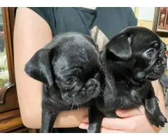 Pug puppies for sale 3 males & 1 female - 2