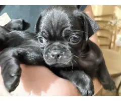 Pug puppies for sale 3 males & 1 female - 3