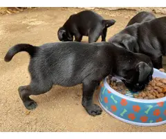 Pug puppies for sale 3 males & 1 female - 4