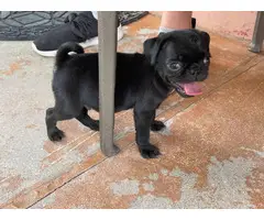 Pug puppies for sale 3 males & 1 female - 5