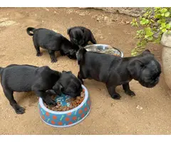 Pug puppies for sale 3 males & 1 female - 6