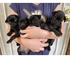 Pug puppies for sale 3 males & 1 female - 9