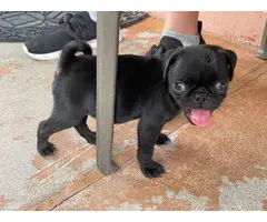 Pug puppies for sale 3 males & 1 female - 11