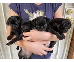 Pug puppies for sale 3 males & 1 female - 12