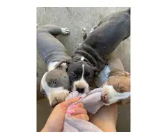 6 stunning mastiff/pitbull cross puppies for sale - 1
